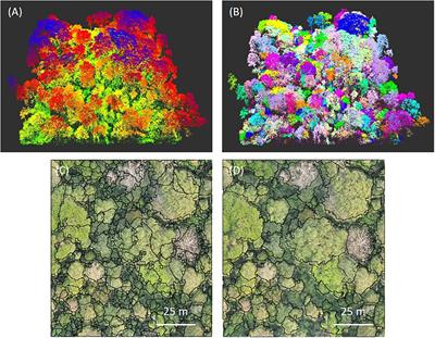 Linking Drone and Ground-Based Liana Measurements in a Congolese Forest